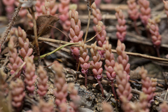 Sedum rubens