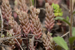 Sedum rubens