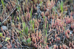 Sedum rubens