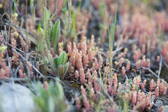 Sedum rubens
