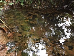 Cryptocoryne cordata