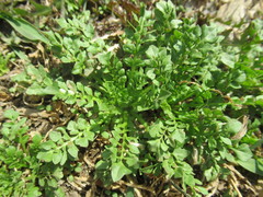 Capsella bursa-pastoris