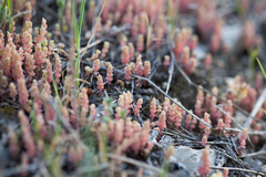 Sedum rubens
