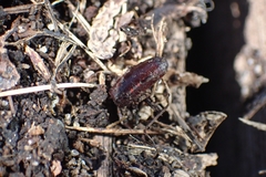Insecta