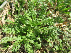 Capsella bursa-pastoris