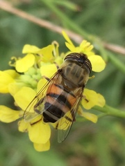 Eristalinus taeniops