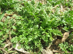 Capsella bursa-pastoris