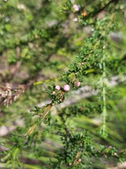 Cyanothamnus anemonifolius