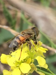 Eristalinus taeniops