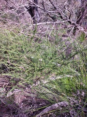 Cyanothamnus anemonifolius