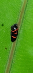 Okiscarta uchidae