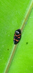 Okiscarta uchidae