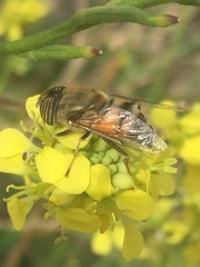 Eristalinus taeniops