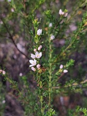 Cyanothamnus anemonifolius