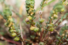 Andrachne telephioides