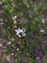 Cyanothamnus anemonifolius