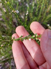 Cyanothamnus anemonifolius
