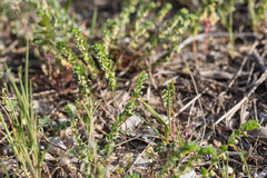 Andrachne telephioides