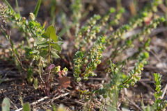 Andrachne telephioides