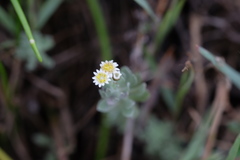 Gnaphalium declinatum