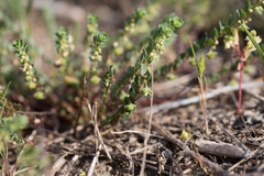 Andrachne telephioides