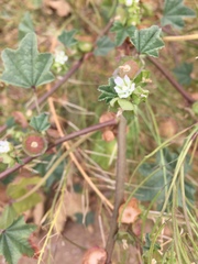 Malva parviflora