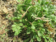 Potentilla paradoxa
