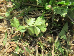 Potentilla paradoxa