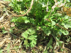 Potentilla paradoxa
