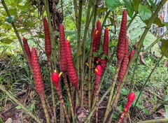 Costus erythrocoryne
