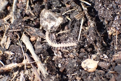 Polydesmidea