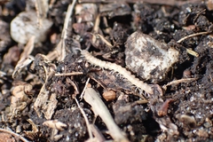 Polydesmidea