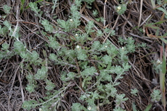 Gnaphalium declinatum