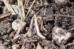 Polydesmidea