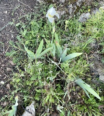 Iris albicans