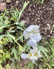 Iris albicans