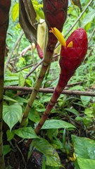 Costus erythrocoryne