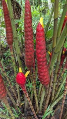 Costus erythrocoryne