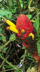 Costus erythrocoryne