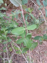 Lonicera implexa