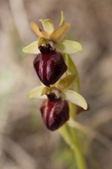 Ophrys sphegodes passionis