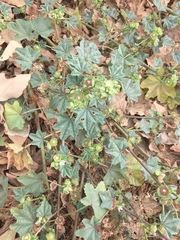 Malva parviflora