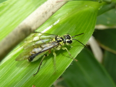 Tenthredo nigropicta