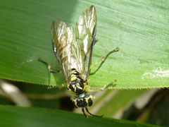 Tenthredo nigropicta