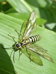 Tenthredo nigropicta