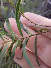 Acacia hamiltoniana