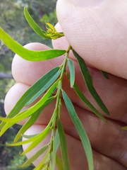 Acacia hamiltoniana
