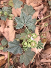 Malva parviflora