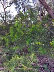 Acacia hamiltoniana