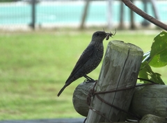 Monticola solitarius